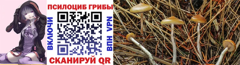 купить  сайты  Иланский  Псилоцибиновые грибы Psilocybine cubensis 